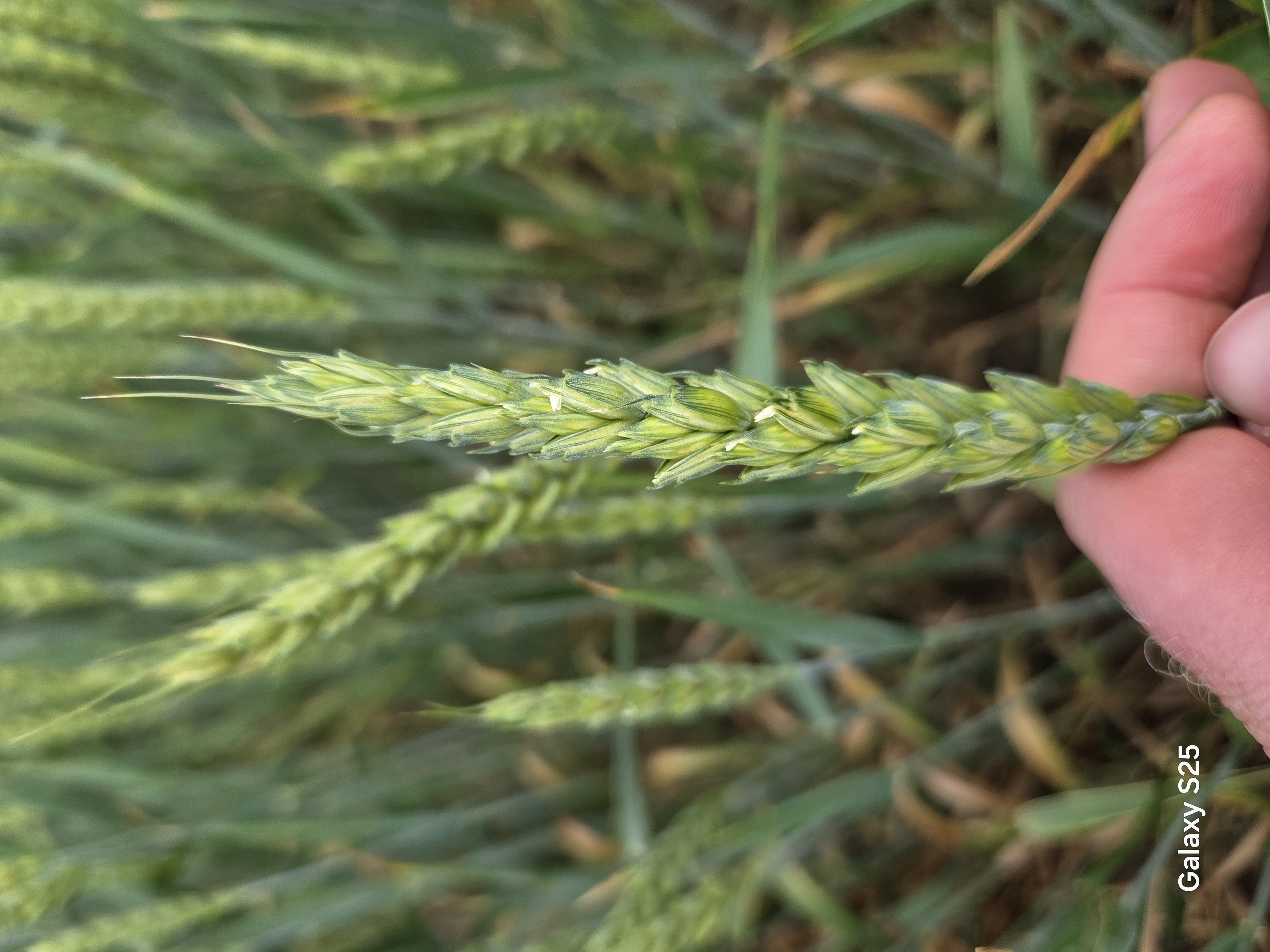 A hand holding a singular head of wheat
